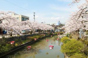 湊川の桜イメージ2