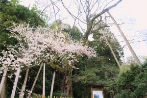 余川古寺の桜イメージ