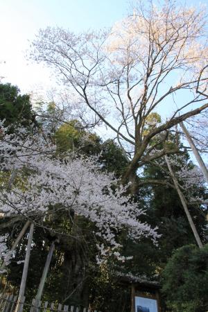 余川古寺の桜