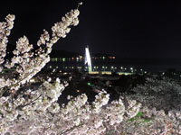 朝日山公園の夜桜