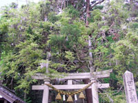 藤波神社の藤