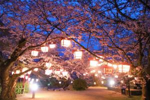 朝日山公園夜桜