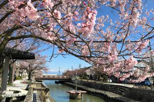 湊川の桜イメージ1