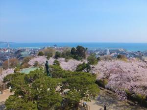 朝日山公園の桜イメージ2